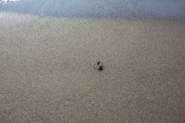 Primo piano di granchio sulla sabbia sulla spiaggia, vista da vicino granchio - Foto, immagini