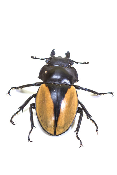 昆虫、カブトムシ、属 Odontolabis のバグ - 写真・画像