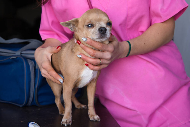 Молода, симпатична жінка-ветеринар у рожевій сукні проводить дослідження на маленькій собаці-породіллі. Жінка торкається собаки, щоб вона почувалася добре. Концепція робочої жінки
. - Фото, зображення