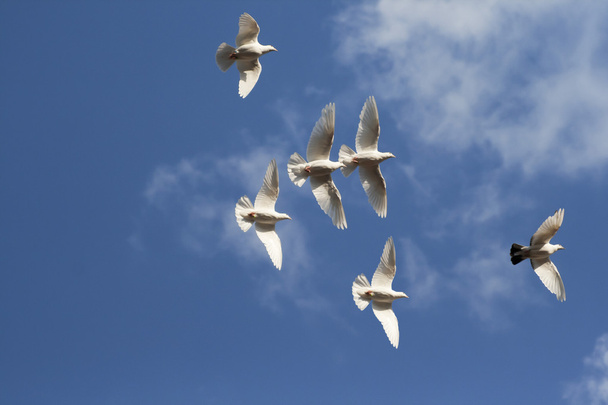 Beyaz güvercinler uçuyor - Fotoğraf, Görsel
