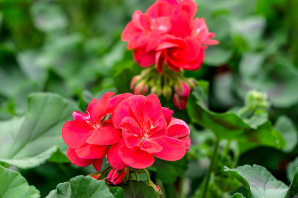 Red geranium flowers in flower pots in a greenhouse - Foto, imagen