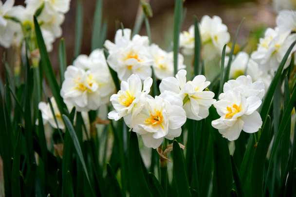 Blooming narcissus flowers. Spring flowers background - Foto, Imagem