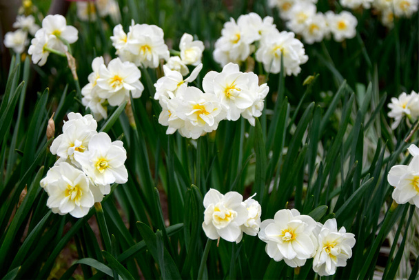 Blühende Narzissenblüten. Frühling Blumen Hintergrund - Foto, Bild