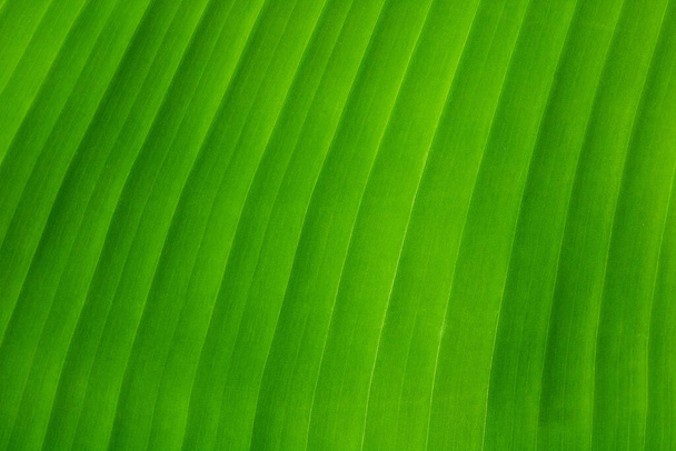Green banana leaf. A natural tropical plant. Green palm leaves background. - 写真・画像