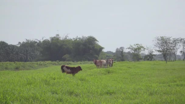 Cow on the beautiful meadow. Cows grazing on green grass field. Cow looking at the camera in a sunny day. Cow on livestock farming. Brown cow walking on grass field - Video