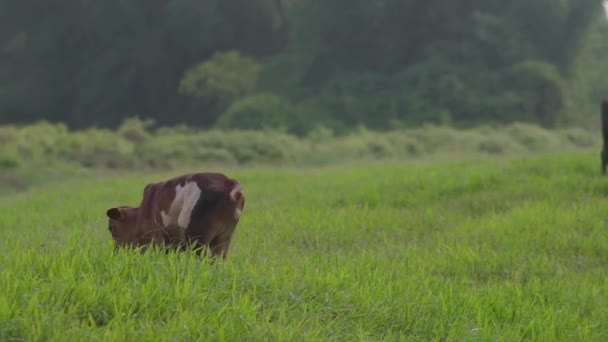 Vache sur la belle prairie. Vache broutant sur un champ d'herbe verte par une journée ensoleillée. Vache sur l'élevage. Vache brune marchant sur le champ d'herbe - Séquence, vidéo