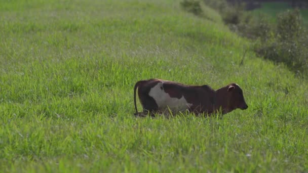 Cow on the beautiful meadow. Cow grazing on green grass field in a sunny day. Cow on livestock farming. Brown cow walking on grass field - Filmati, video