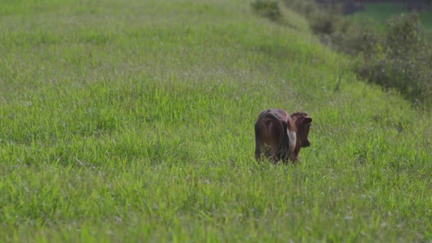 Cow on the beautiful meadow. Cow grazing on green grass field. Cow looking at the camera in a sunny day. Cow on livestock farming. Brown cow walking on grass field - Záběry, video