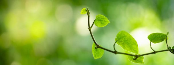 Closeup of beautiful nature view green leaf on blurred greenery background in garden with copy space using as background cover page concept. - Фото, изображение