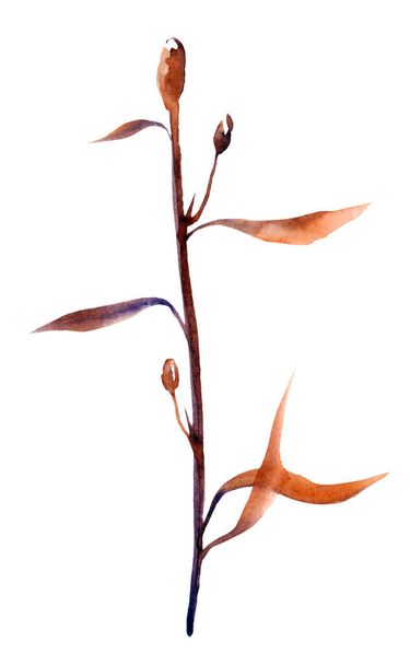 Dry Plant on white Background, Dry autumn Plant - Foto, afbeelding