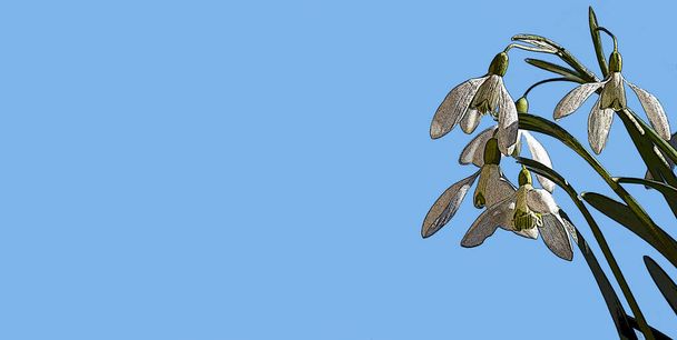 Snowdrops illustration against clear blue sky. Floral spring background with copy space - Photo, Image