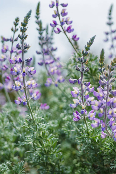 Silver Lupine close-up (Lupinus argenteus) in bloom, silvery-green leaves line the stems, and violet, pea-like flowers are arranged in a showy spike, vertical banner - Photo, image