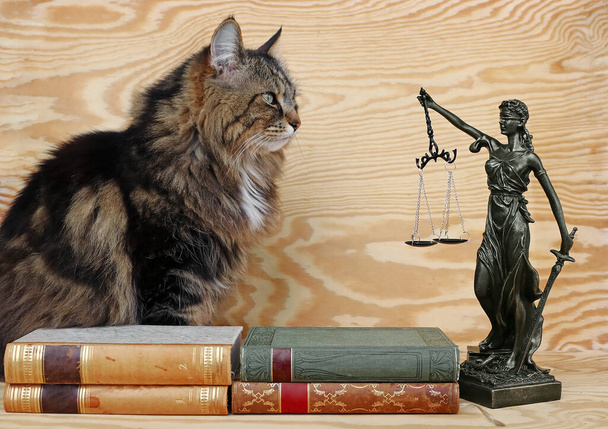 Τα δικαιώματα των ζώων. Μια γάτα και μια φιγούρα της Justitia με βιβλία σε ξύλινο φόντο  - Φωτογραφία, εικόνα
