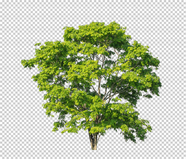 クリッピングパスを持つ透明な背景の木、クリッピングパスとアルファを持つ単一の木 - 写真・画像