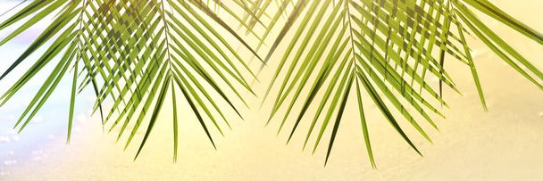 Grüne Palmenblätter am tropischen Strand. Banner für Design - Foto, Bild