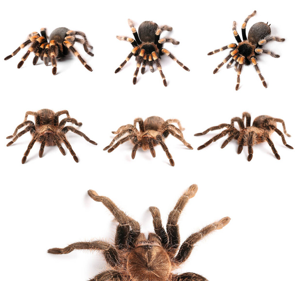 Zestaw pająków tarantuli izolowanych na białym  - Zdjęcie, obraz