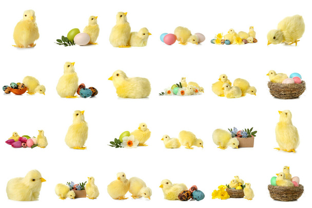 Aranyos sárga csirkék tavaszi virágok és húsvéti tojás fehér alapon - Fotó, kép