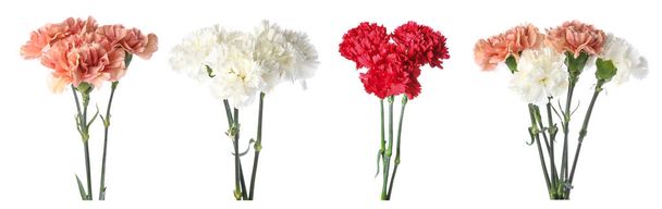 Set of different carnation flowers isolated on white - Fotó, kép