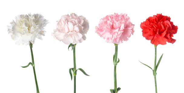 Conjunto de belas flores de cravo isoladas em branco - Foto, Imagem