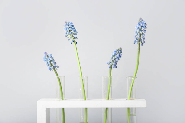 Test-tubes with Muscari flowers on light background - Foto, imagen