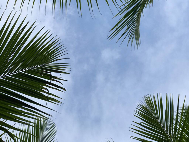 tropical palm leaf background, closeup coconut palm trees perspective view - Foto, Imagen