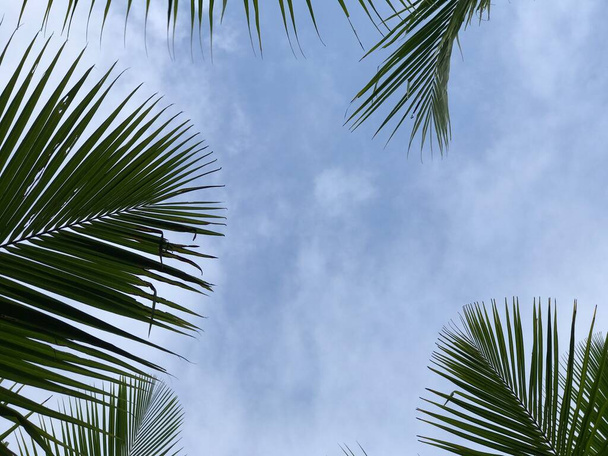 tropical palm leaf background, closeup coconut palm trees perspective view - 写真・画像