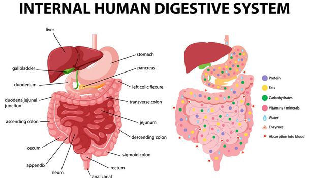 Диаграмма с изображением внутренней пищеварительной системы человека - Вектор,изображение