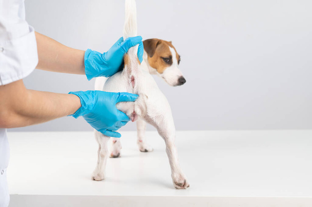 Veterinarian doing a rectal examination to a jack russell terrier dog.  - Foto, afbeelding