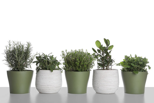 Pots with thyme, bay, sage, mint and rosemary on white background - Foto, immagini