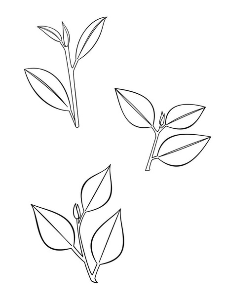 Tři listy větev lineart izolované ilustrace na bílém pozadí. - Fotografie, Obrázek