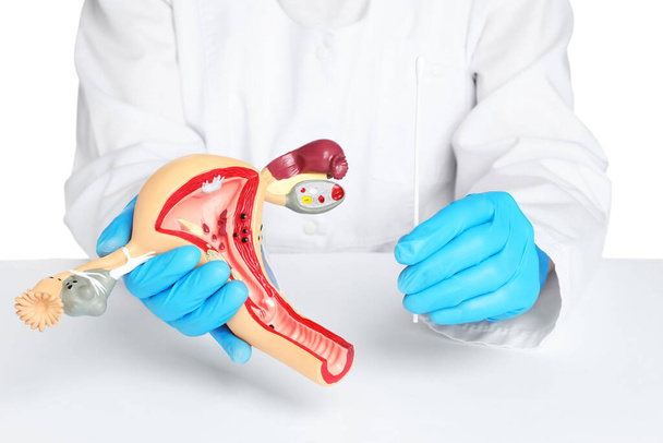 Gynecologist holding model of female reproductive system and disposable cotton tipped applicator on white background, closeup - Foto, afbeelding