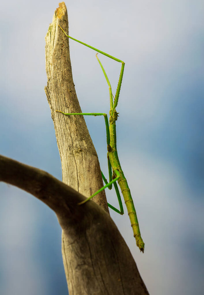 Bastón verde, insecto palo, fobaeticus serratipes de pie en la rama del árbol. Animales, naturaleza - Foto, imagen