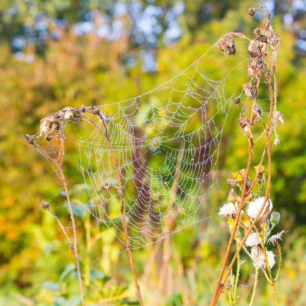 Vista de cerca de las cuerdas de una tela de arañas - Foto, imagen