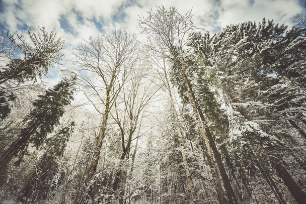 Zasněžené stromy pokryté sněhem.Zdola - Fotografie, Obrázek