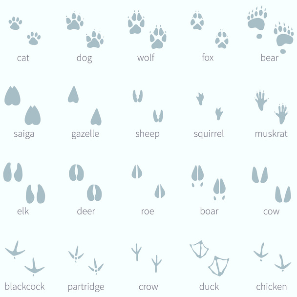 Animals Footprint - Vector, imagen