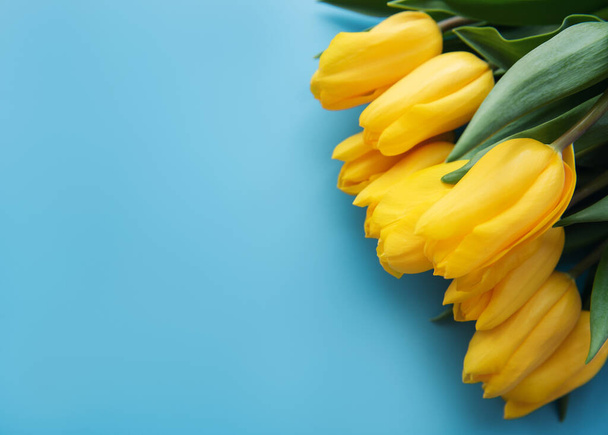 σημαία της Ουκρανίας χρώματα στην τουλίπα λουλούδι. Κίτρινες τουλίπες σε μπλε φόντο..  - Φωτογραφία, εικόνα