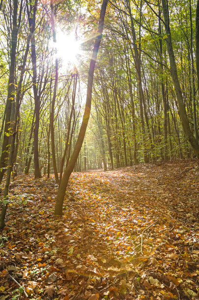 Forest - Fotoğraf, Görsel