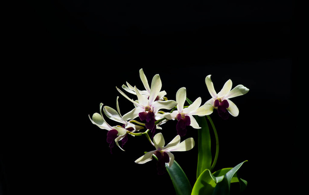 Orquídea de Dendrobium enobi, em foco raso - Foto, Imagem