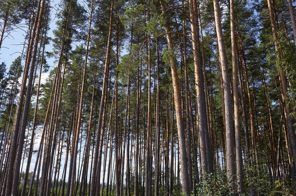 Pine tree forest. Beautiful summer forest on a summers day - Photo, Image