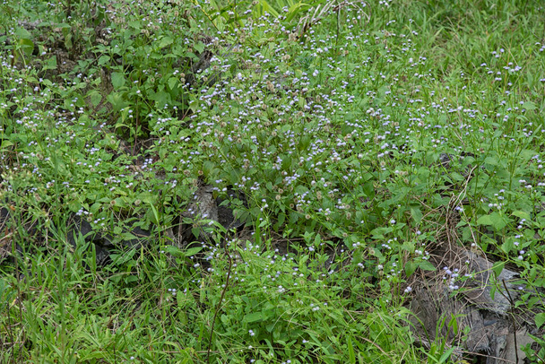 tiny ageratum conyzoides weed at the meadow. - Photo, Image