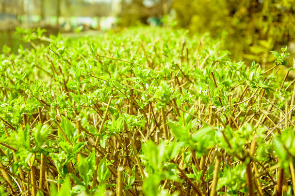 Gyönyörű zöld bokor kis levelekkel tavasszal a parkban - Fotó, kép
