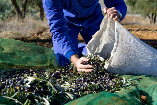 Obrero joven irreconocible recogiendo aceitunas en un saco blanco en primer plano - concepto agrícola y laboral - Foto, Imagen