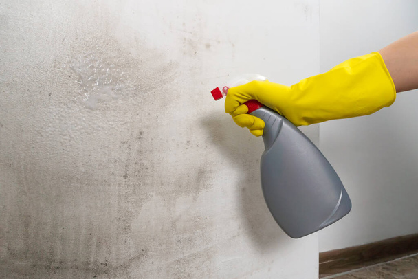 El primer plano de la mano de una mujer con guantes de goma amarillos pincha un remedio de moho en la pared, copia el espacio - Foto, imagen