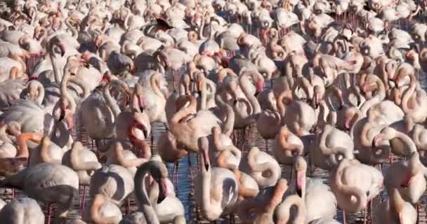Greater Flamingos, Phoenicopterus roseus, Pont De Gau, Camargue, Francie - Záběry, video