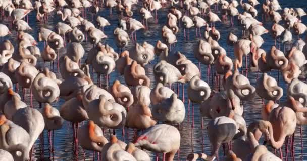 Greater Flamingos, Phoenicopterus roseus, Pont De Gau, Camargue, Francia - Filmati, video