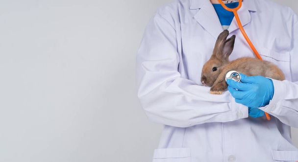 Az állatorvosok nyúlcipelik a nyulat, és sztetoszkóppal ellenőrzik a bolyhos nyúl szívét és tüdejét a klinikákon. Az állategészségügy fogalma egy szakemberrel a kórházban - Fotó, kép