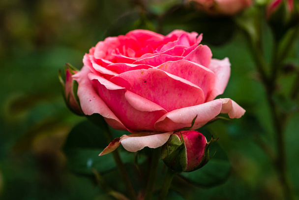 Primer plano de rosa rosada con fondo de hojas verdes en un jardín
. - Foto, Imagen