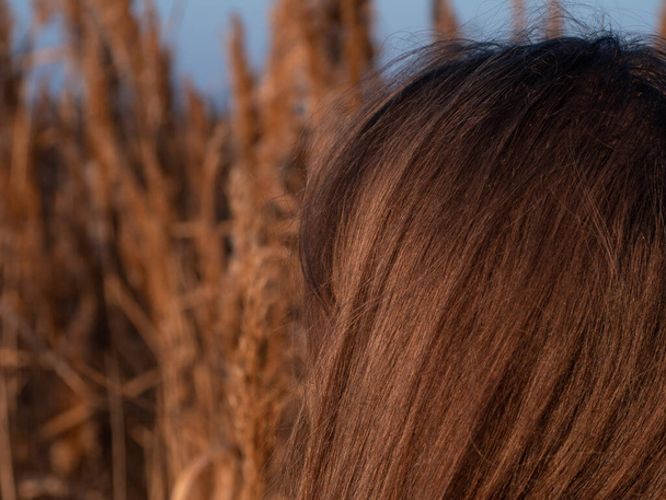 Pretty millennial girl with long fair hair on dry reeds pampas grass background. Young woman with natural brown hair color on empty beach sunset. Hairstyle dyeing palette. Female portrait real people. - 写真・画像
