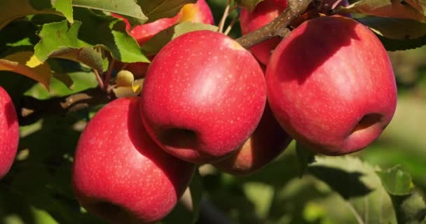 Sánta Rózsaszín. Orchard almafák, The Occitan, Franciaország - Felvétel, videó
