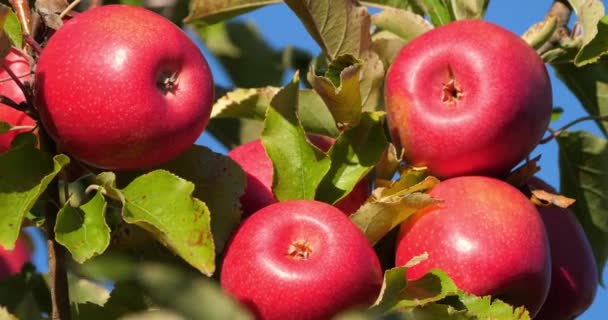 Cripps Pink. Orchard apple trees, The Occitan, França - Filmagem, Vídeo